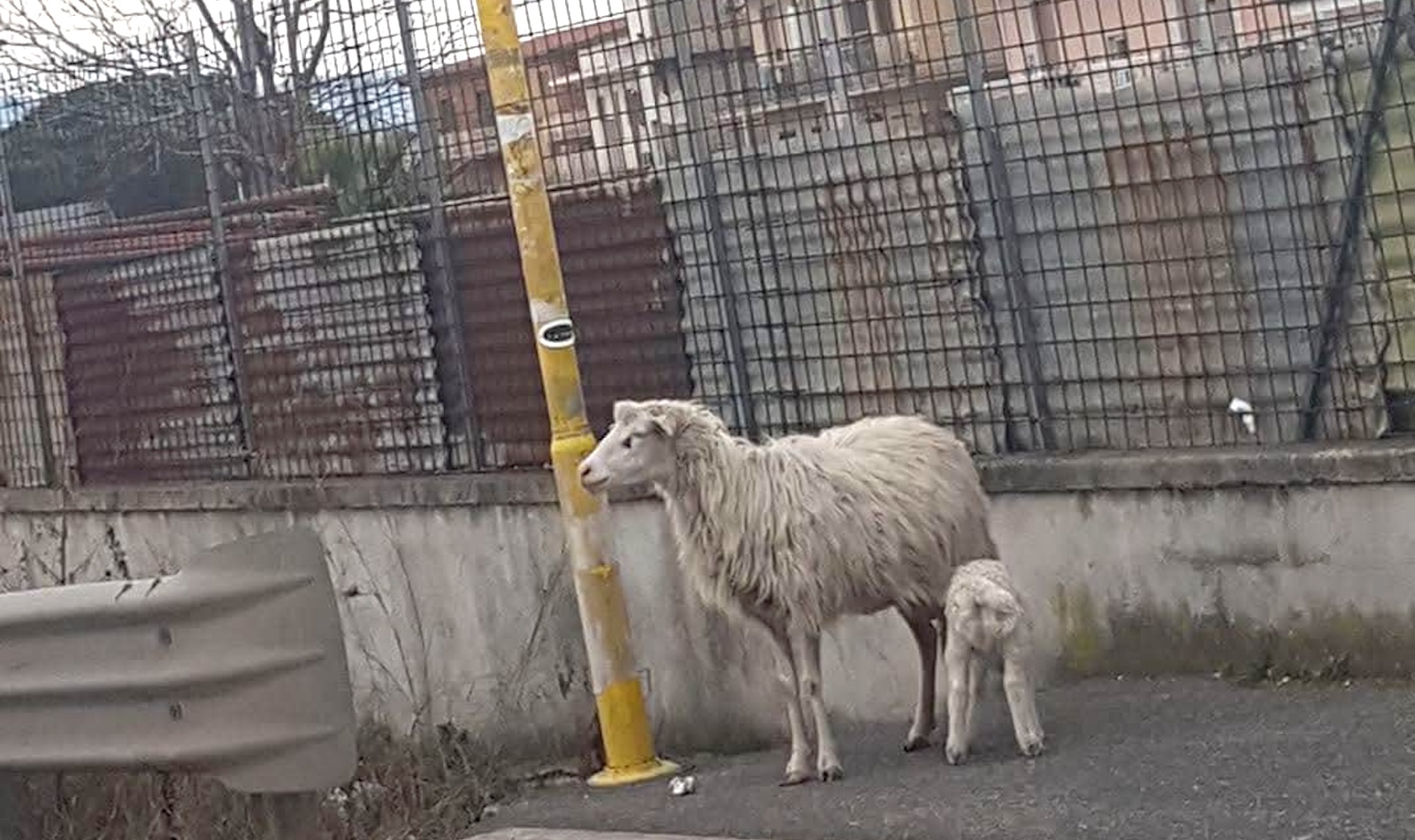 Pecore alla Fermata bus Borghesiana