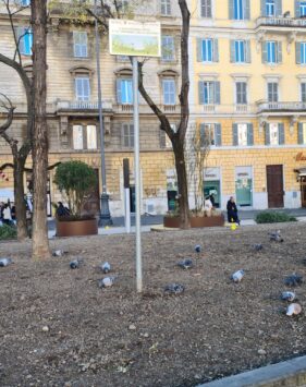 area verde piazza Risorgimento a Roma 