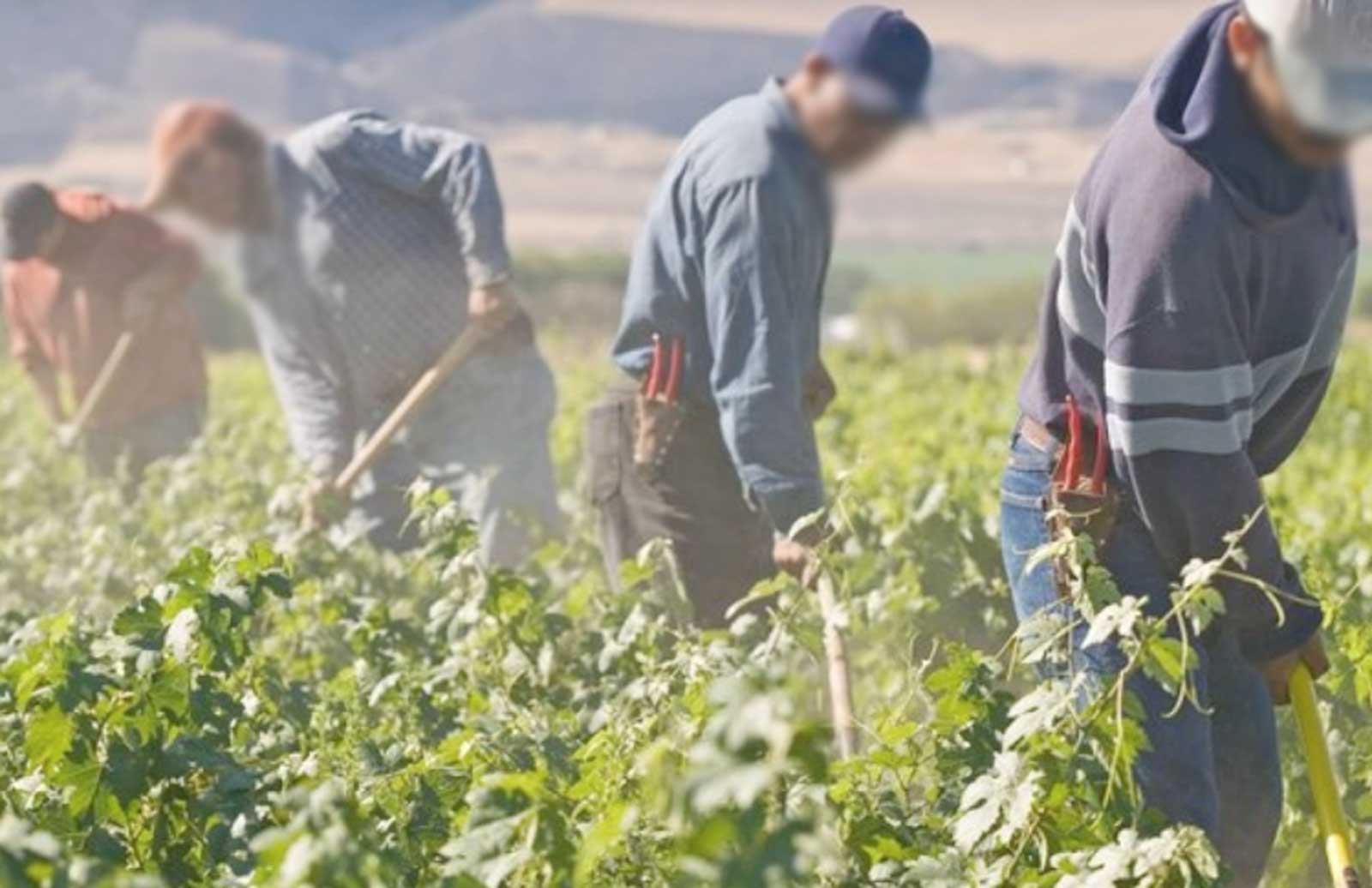 Latina, braccianti al lavoro