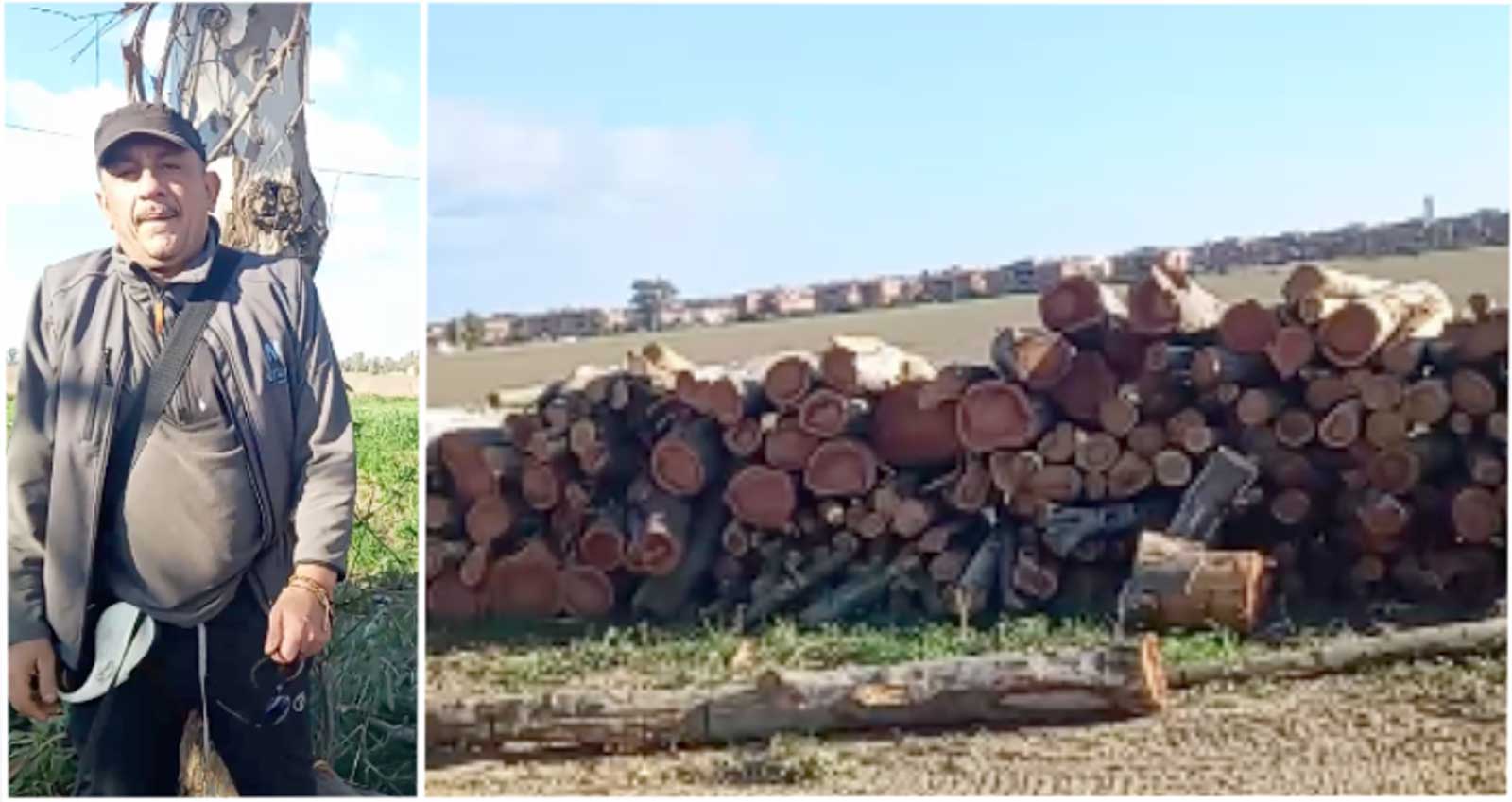 Da sinistra, Luigi Ravoni, gli alberi di eucalipto tagliati e accatastati