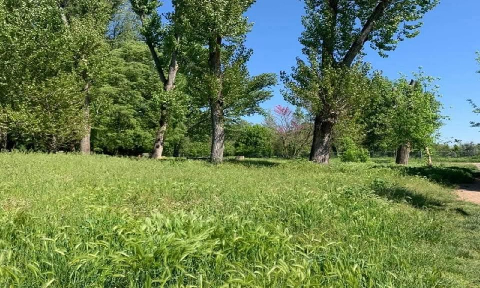 Pitbull sciolto al Parco Talenti a Roma