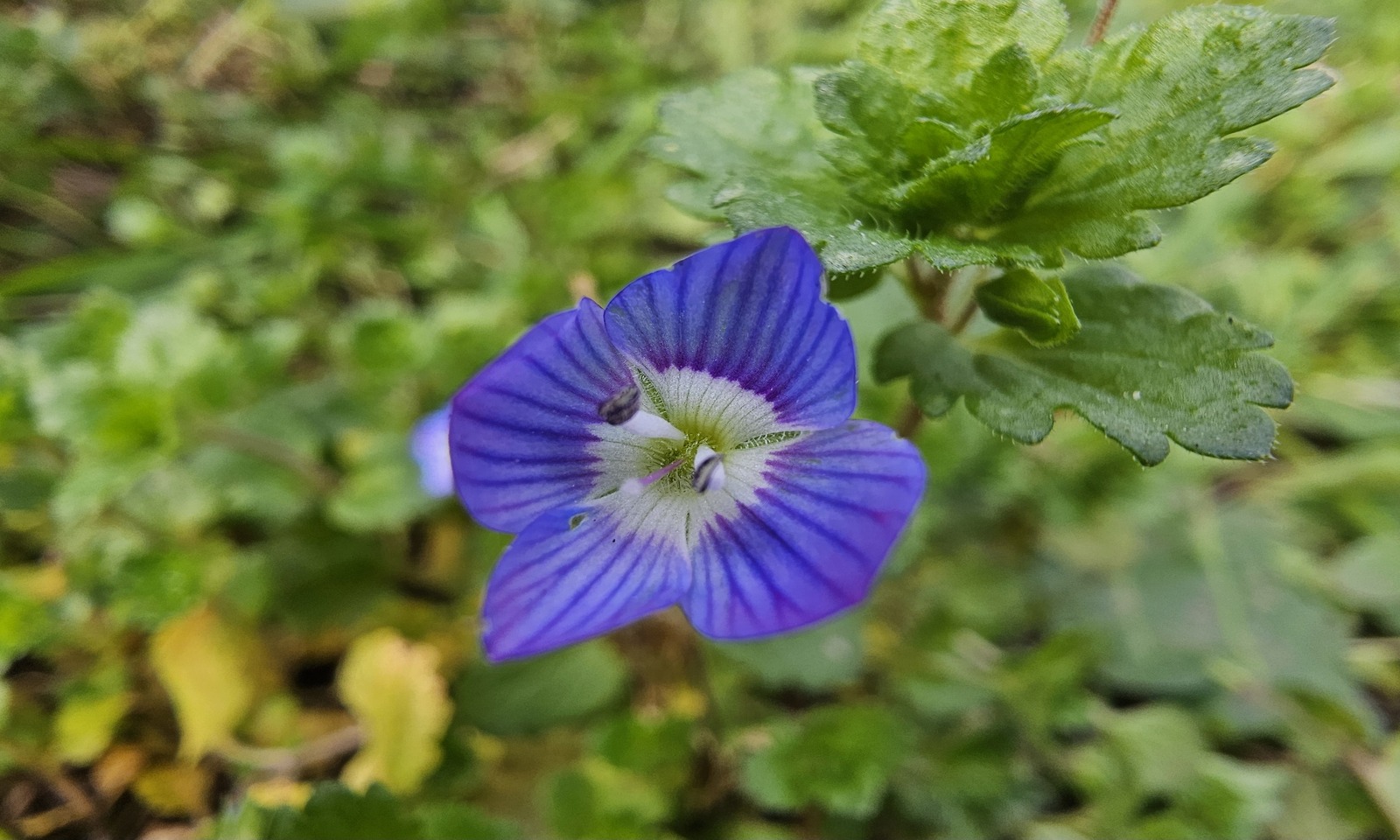 Veronica Persica