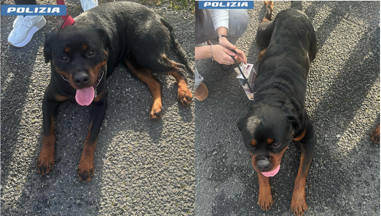 rottweiler